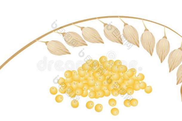 一树枝关于成熟的小米和小米碾去壳的燕麦向一白色的.