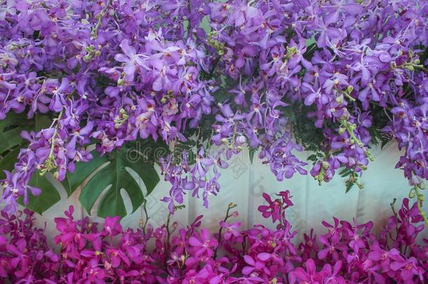 装饰的紫色的兰花花和绿色的羊齿植物装饰的和
