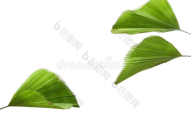 热带的树叶,绿色的手掌树叶,白色的背景