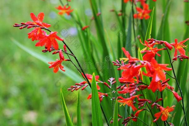 香<strong>鸢尾</strong>属或<strong>鸢尾</strong>科植物的一种植物采用花和或ange花