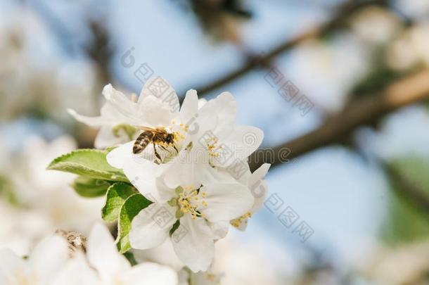 喜欢家庭生活的蜂蜜蜜蜂给传授花粉一<strong>苹果</strong>树采用摩尔多瓦