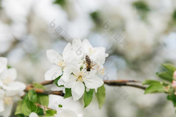 喜欢家庭生活的蜂蜜蜜蜂给传授花粉一<strong>苹果</strong>树采用摩尔多瓦