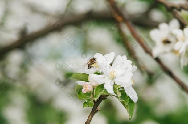 喜欢家庭生活的蜂蜜蜜蜂给传授花粉一苹果树采用摩尔多瓦
