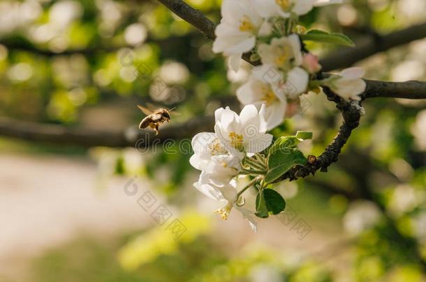 喜欢家庭生活的蜂蜜蜜蜂给传授花粉一<strong>苹果</strong>树采用摩尔多瓦