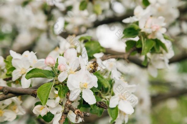 喜欢<strong>家庭生活</strong>的蜂蜜蜜蜂给传授花粉一苹果树采用摩尔多瓦