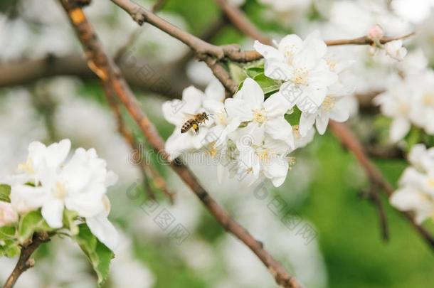 喜欢家庭生活的蜂蜜蜜蜂给传授花粉一苹果树采用摩尔多瓦