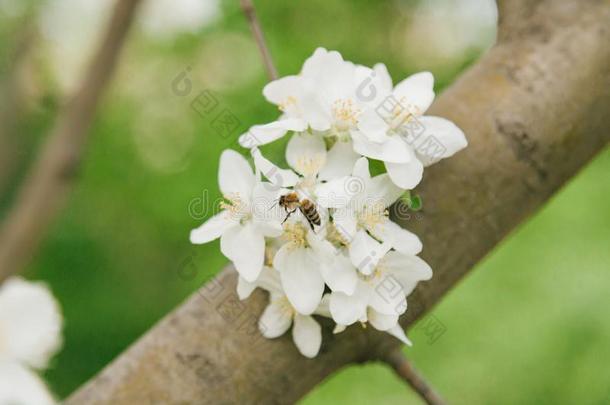 喜欢家庭生活的蜂蜜蜜蜂给传授花粉一苹果树采用摩尔多瓦