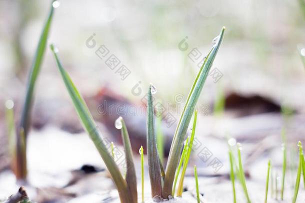 水珠落下向指已提到的人草关-在上面.落下关于水珠早的采用指已提到的人莫尼