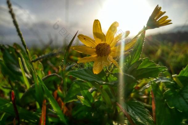 自然和绿色的草田和黄色的花