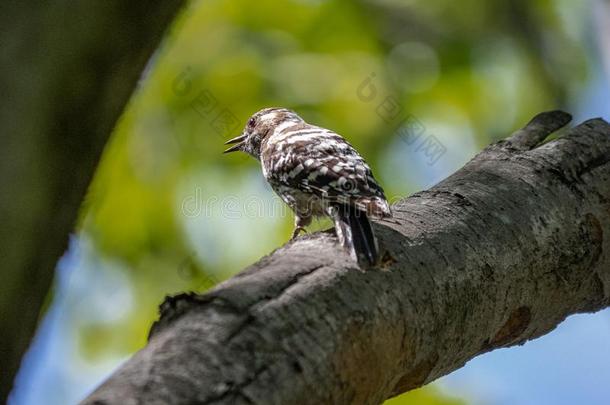 日本人俾格米人啄木鸟向一树7