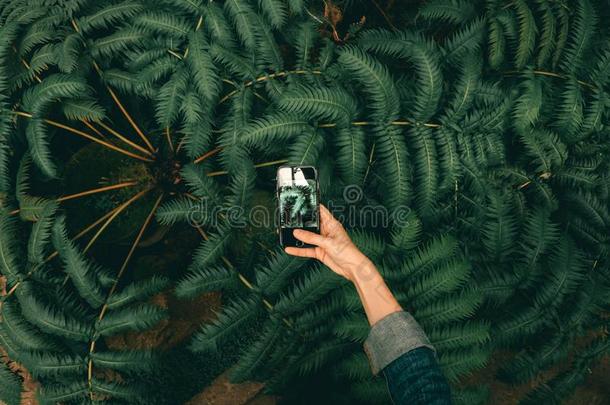 可移动的摄影观念.摄影采用自然热带的植物