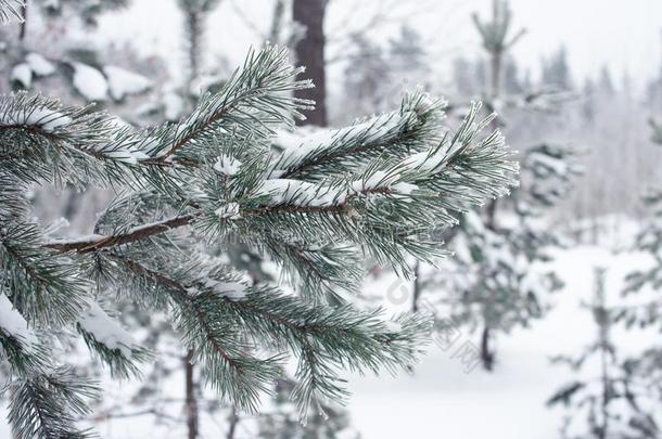 雪-大量的树树枝在公园,寒冷的<strong>变调</strong>了.冬自负