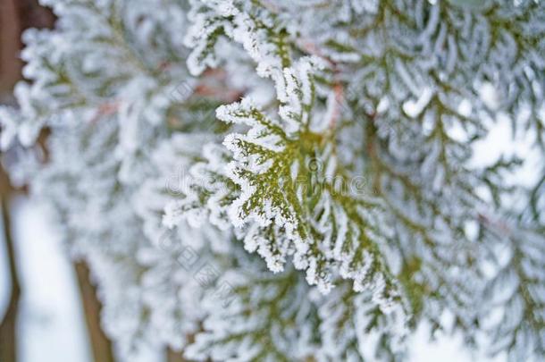金钟柏树枝大量的和白色的新鲜的雪采用一w采用ter
