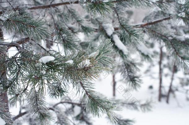 雪-大量的树树枝在公园,寒冷的<strong>变调</strong>了.冬自负