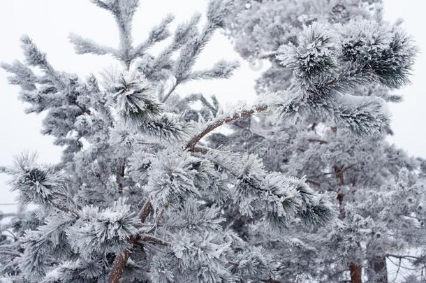 雪-大量的树树枝在公园,寒冷的变调了.冬自负