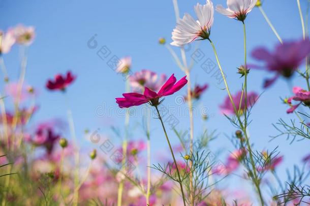 粉红色的和红色的宇宙花花园和软的集中