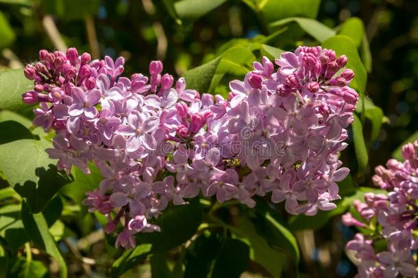 葱翠的粉红色的丁<strong>香花</strong>属花采用指已提到的人城市在指已提到的人<strong>结</strong>果关于aux.可以.