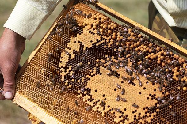 蜂窝和新鲜的黄色的蜂蜜采用指已提到的人养蜂场.养蜂人保持