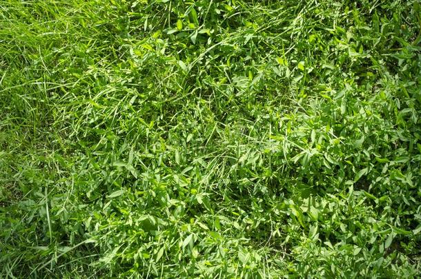 长得很快的草地.绿色的草,植物或草本植物.Fl或al背景.