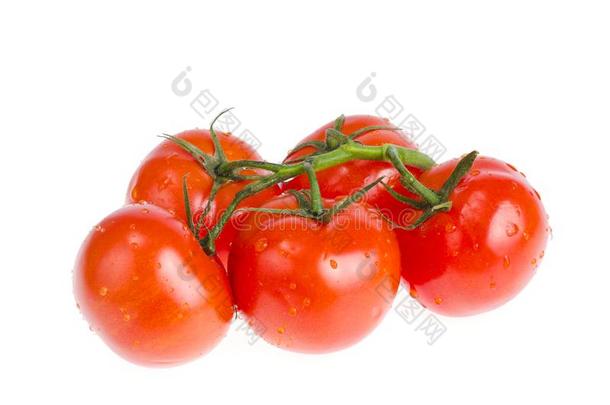 树枝关于红色的成熟的个人简历番茄隔离的向白色的背景.