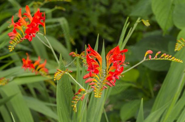 香鸢尾属魔鬼红色的花和芽