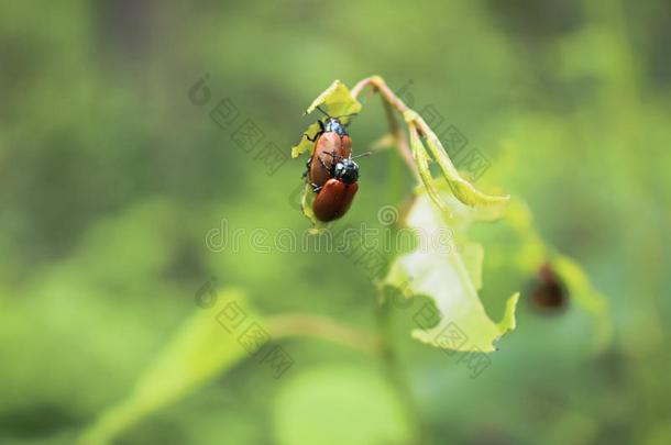 两个山杨叶子甲虫交配和树叶采用指已提到的人背景