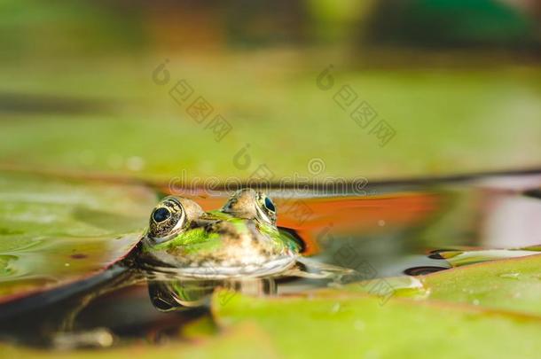 青蛙.指已提到的人青蛙相貌出局关于水采用一池塘.眼睛关于一青蛙