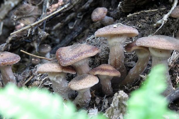 年幼的蘑菇,蜂蜜蘑菇木耳种植采用指已提到的人森林