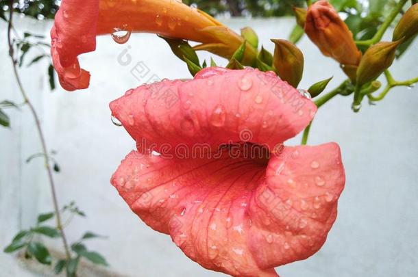 粉红色的花向下雨的一天相貌美丽的