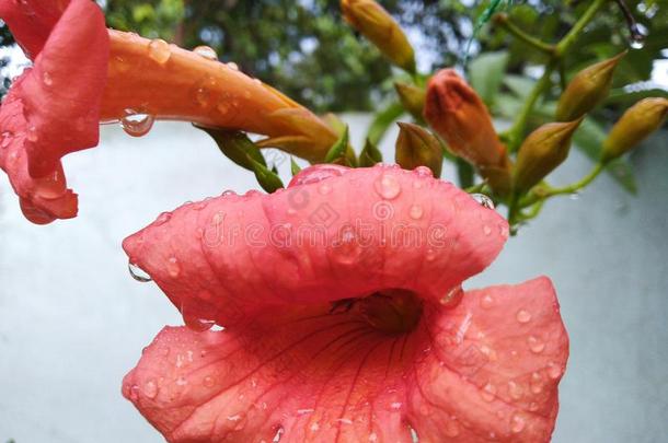 粉红色的花向下雨的一天相貌美丽的