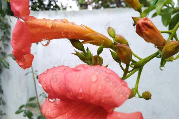 粉红色的花向下雨的一天相貌美丽的