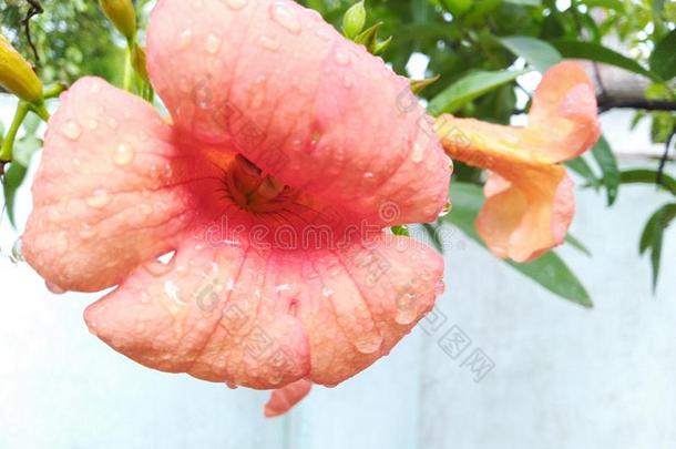 粉红色的花向下雨的一天相貌美丽的