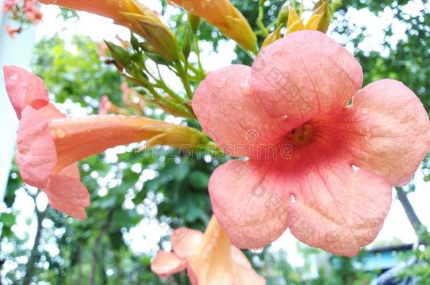 粉红色的花向下雨的一天相貌美丽的