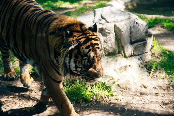 西伯利亚的老虎采用指已提到的人荒野向绿色的背景