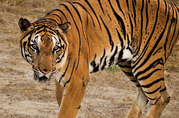 打猎孟加拉生丝老虎蹲伏向打猎它的被捕食的动物