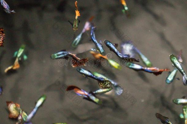 富有色彩的古比鱼采用水族馆,巴巴多斯岛数百万,百万鱼.