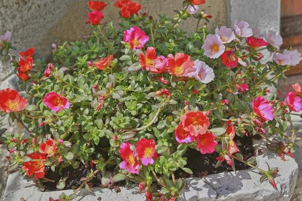 热带的植物和红色的和粉红色的花马齿苋属的植物马齿苋