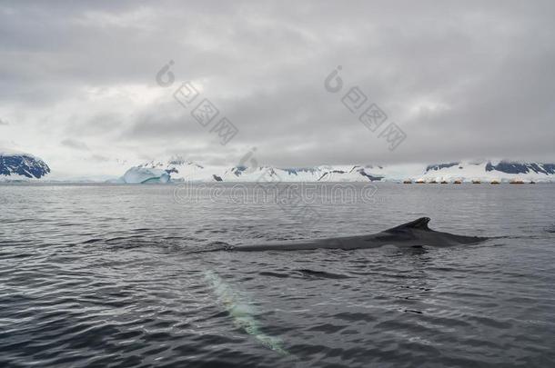 鲸游泳通过南极的海域