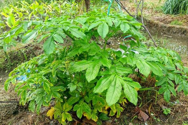 自然的绿色的花园叶子,树,植物,叶子<strong>表皮</strong>,哪一个