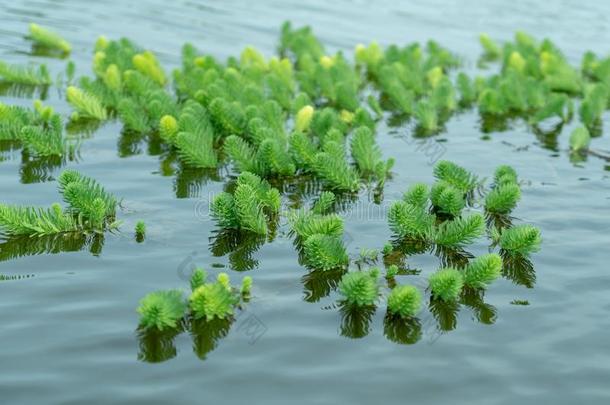 肉豆蔻属<strong>水产</strong>类铲掉的草皮.Verdc.生长的采用乡下的池塘采用Switzerland瑞士