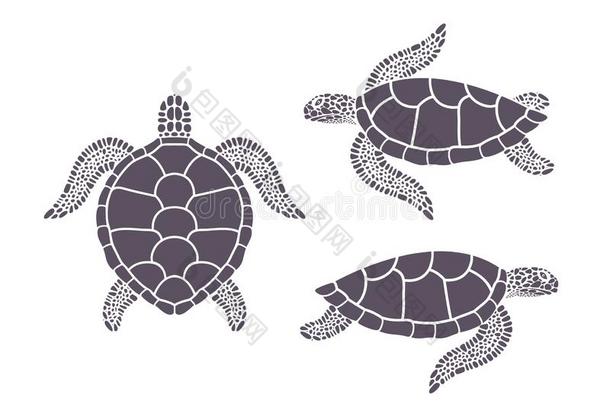 海龟.隔离的龟向白色的背景.爬行动物