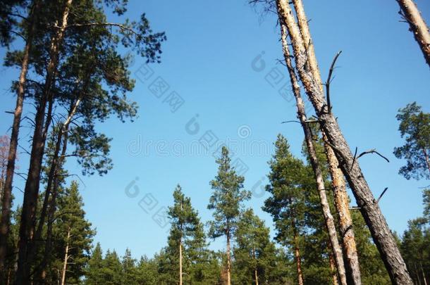 风景和松树.松树森林.美丽的蓝色天.