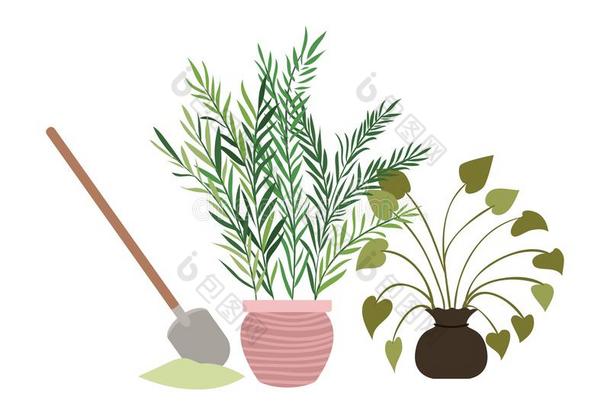 室内植物和盆栽的隔离的偶像