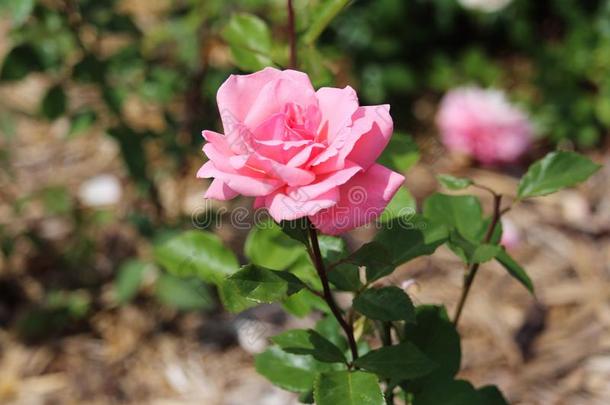 女王伊丽莎白花束<strong>月季</strong>粉红色的玫瑰君主的引人注目的颜色鲜艳的