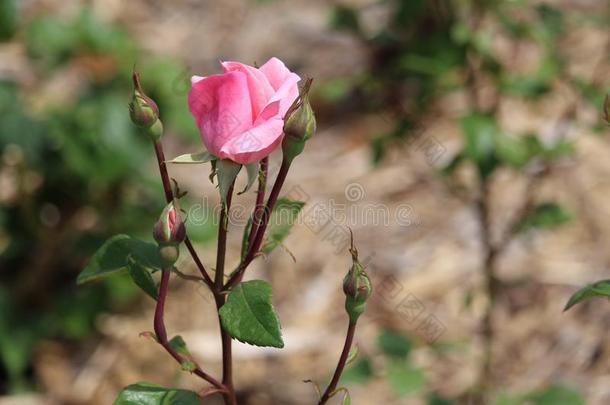 女王伊丽莎白花束月季粉红色的玫瑰君主的引人注目的颜色鲜艳的