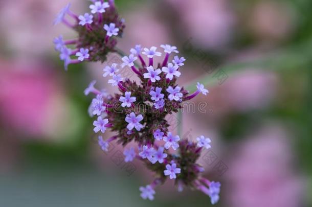 <strong>马鞭草</strong>属的植物植物采用花,<strong>马鞭草</strong>属植物<strong>马鞭草</strong>属植物ceae