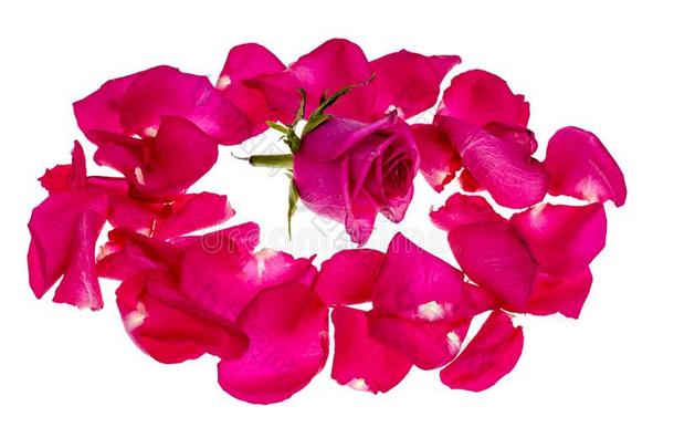 粉红色的玫瑰花瓣向白色的背景