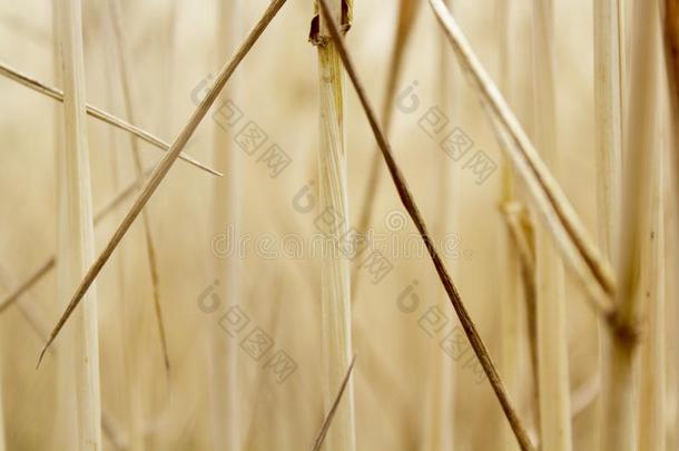小麦,田,小穗,金色的,背景,收割,自然,Greece希腊