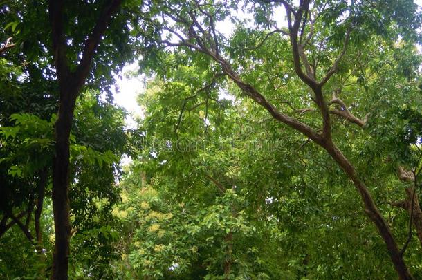 绿色的植物和树采用一深的森林向保护环境.