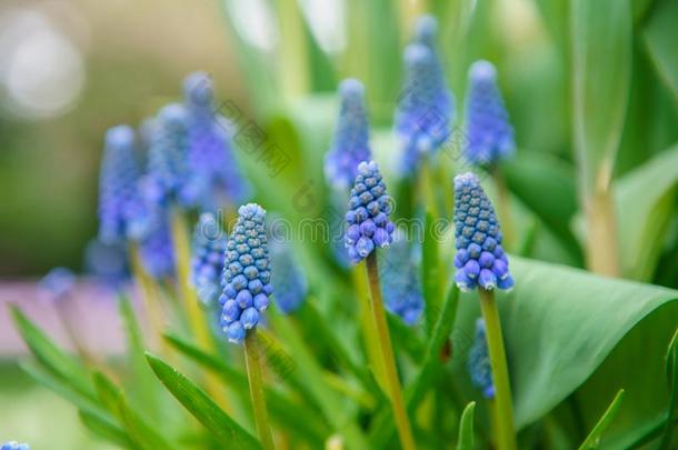 美丽的异国的郁金香花<strong>耕种</strong>的采用荷兰花园